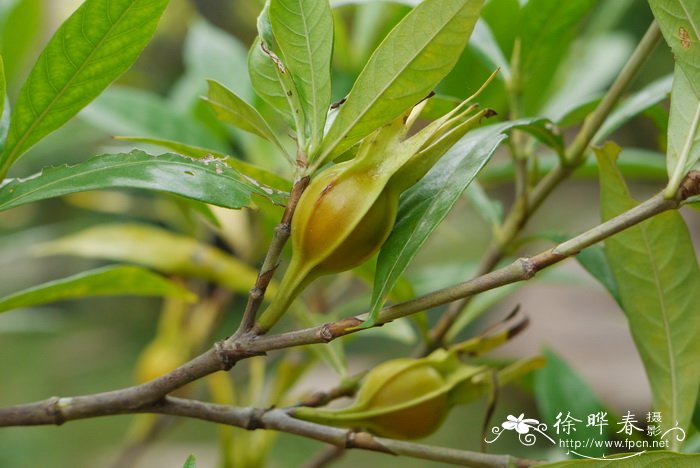 栀子Gardenia jasminoides