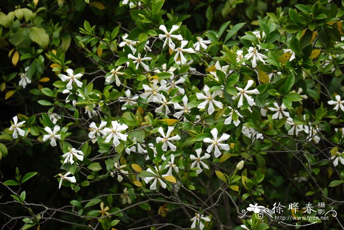 栀子Gardenia jasminoides