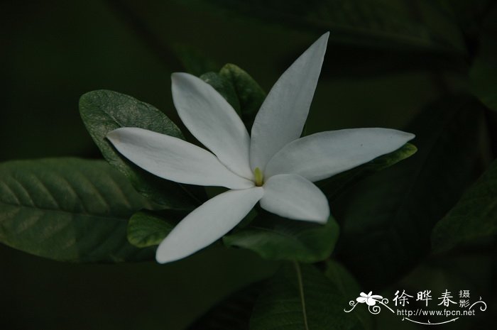 粗栀子Gardenia scabrella 粗栀子Gardenia scabrella