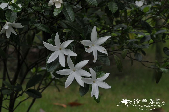 粗栀子Gardenia scabrella