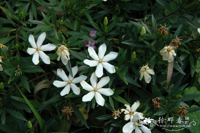 狭叶栀子Gardenia stenophylla 狭叶栀子Gardenia stenophylla