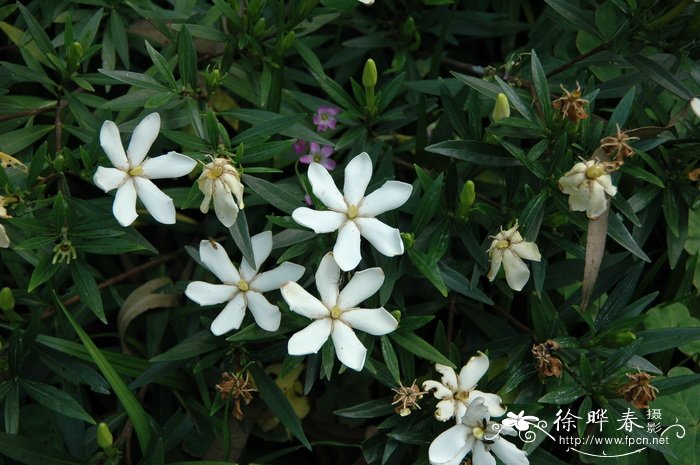 狭叶栀子Gardenia stenophylla