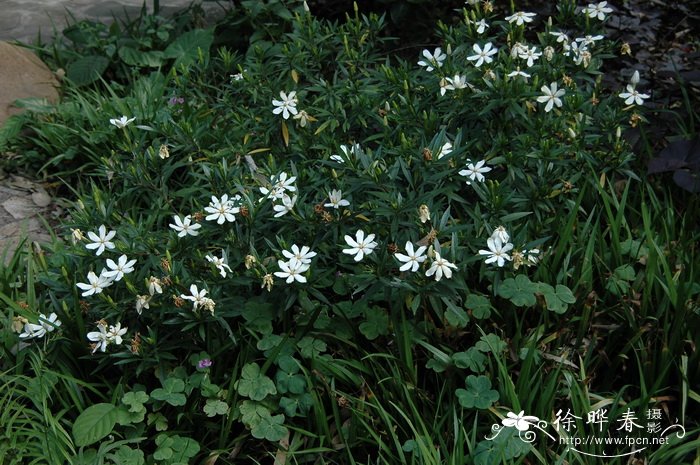 狭叶栀子Gardenia stenophylla