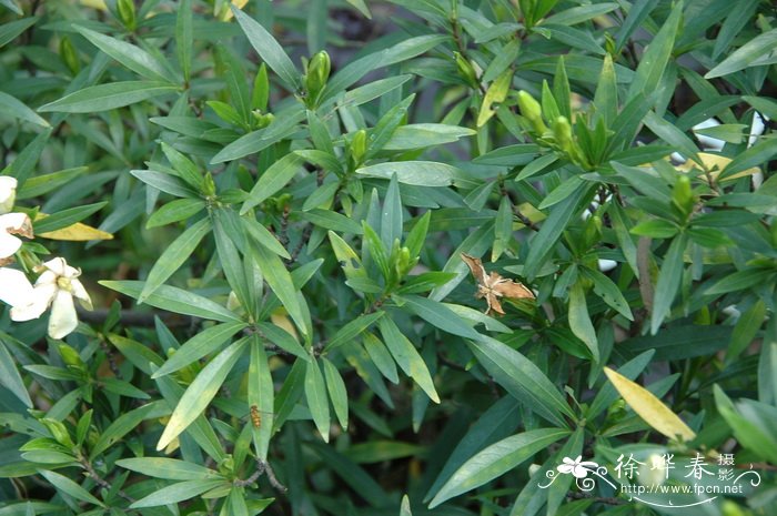 狭叶栀子Gardenia stenophylla 狭叶栀子Gardenia stenophylla