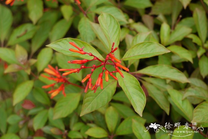 希茉莉Hamelia patens 希茉莉Hamelia patens