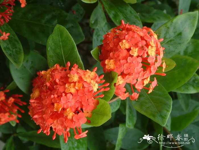 龙船花Ixora chinensis 龙船花Ixora chinensis