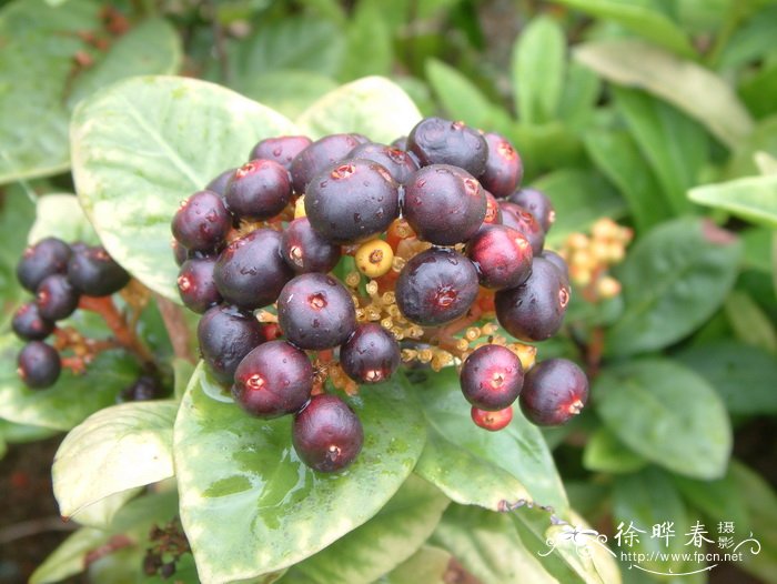 龙船花Ixora chinensis