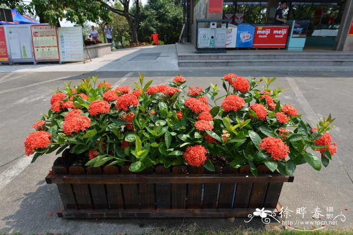 龙船花Ixora chinensis 龙船花Ixora chinensis