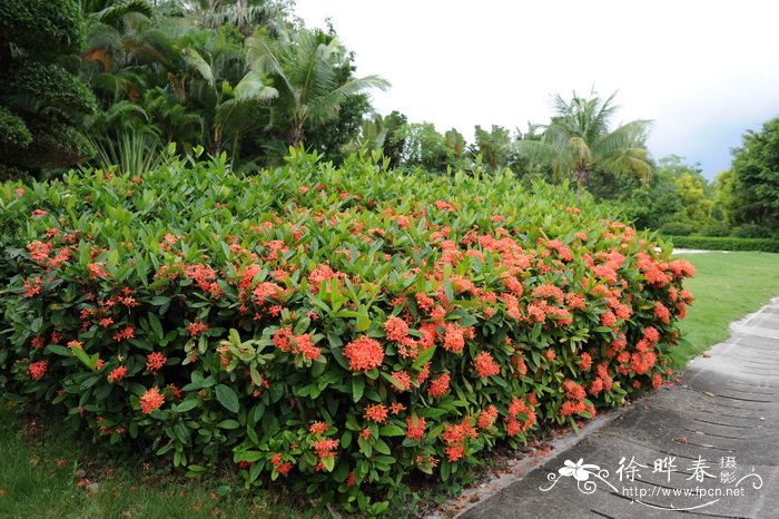 龙船花Ixora chinensis 龙船花Ixora chinensis