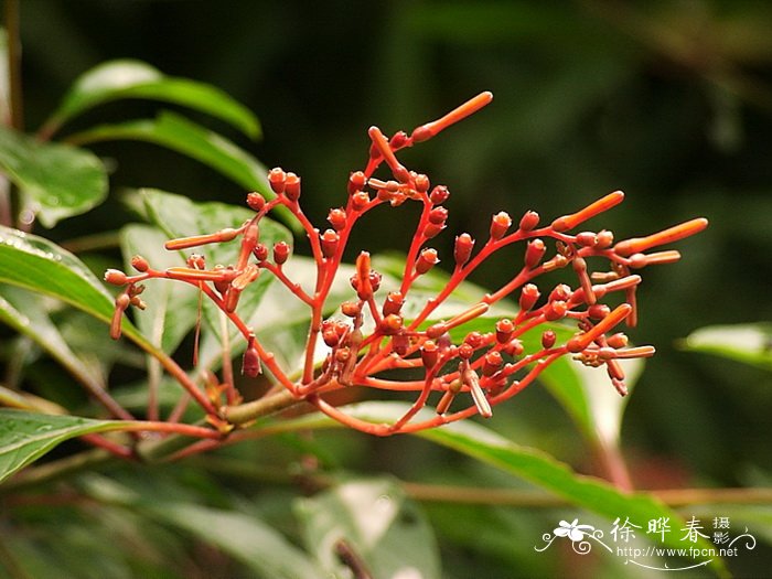 希茉莉Hamelia patens 希茉莉Hamelia patens