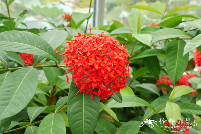 大王龙船花Ixora casei var. casei 'Super King'