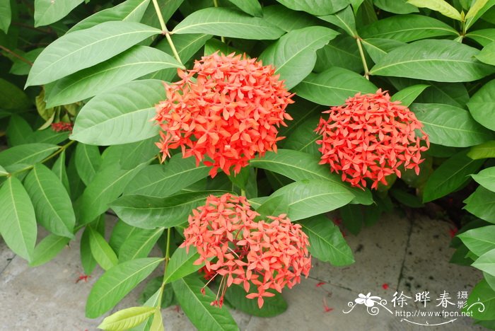 大王龙船花ixora casei var. casei "super king"