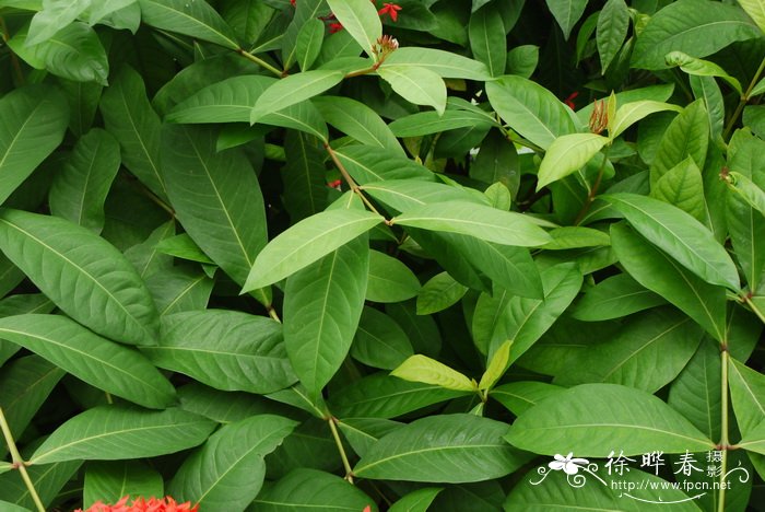 大王龙船花Ixora casei var. casei 'Super King'