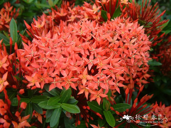 ‘小叶’龙船花Ixora coccinea ‘Xiaoye’