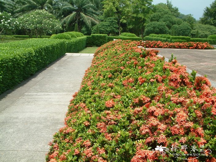 ‘小叶’龙船花Ixora coccinea ‘Xiaoye’