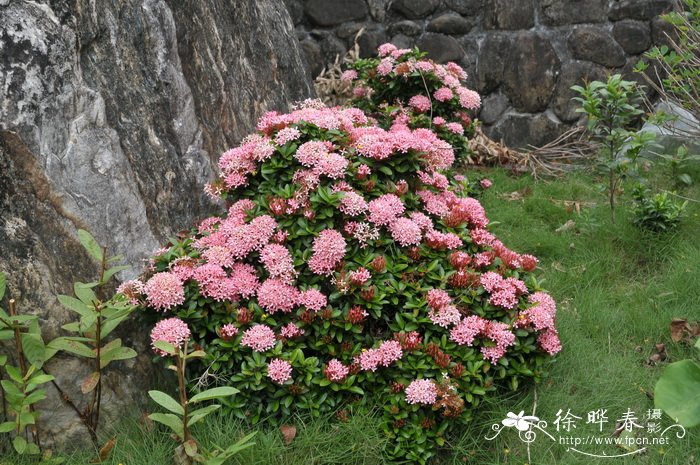 ‘小叶’龙船花Ixora coccinea ‘Xiaoye’