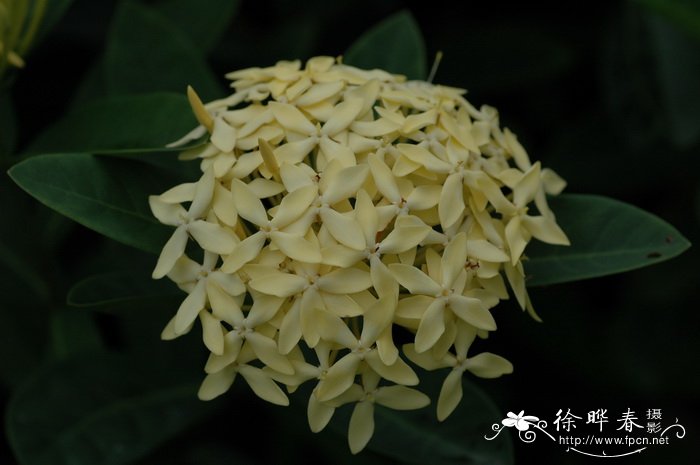 黄花龙船花Ixora coccinea var. coccinea 黄花龙船花Ixora coccinea var. coccinea