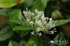 海南龙船花Ixora hainanensis