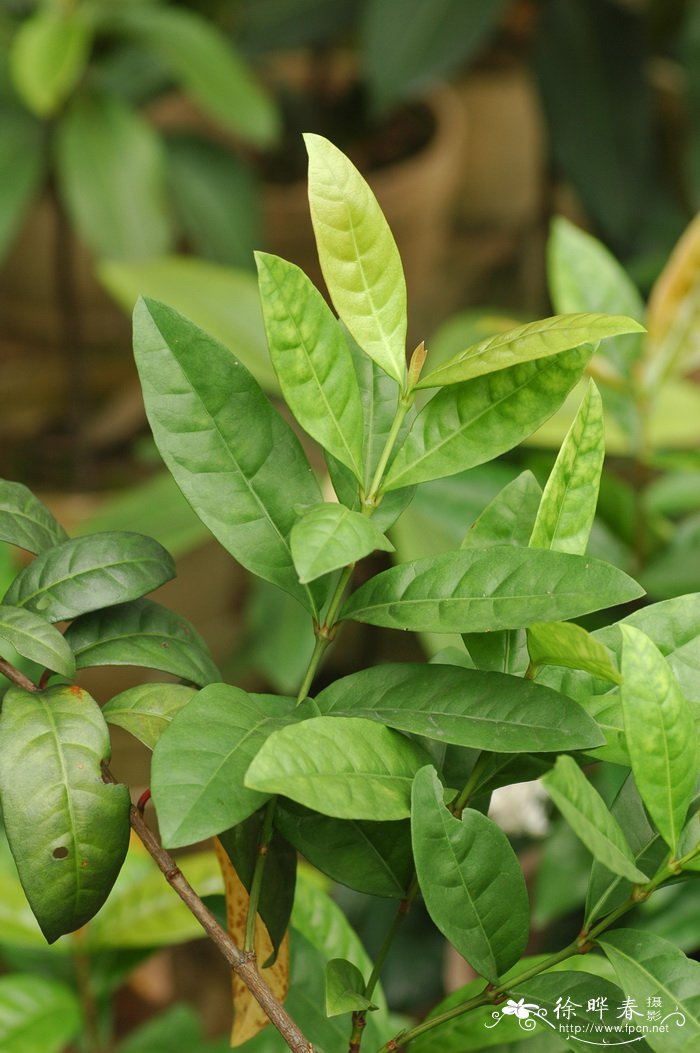 海南龙船花Ixora hainanensis