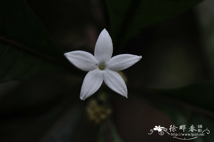 黄木巴戟Morinda angustifolia