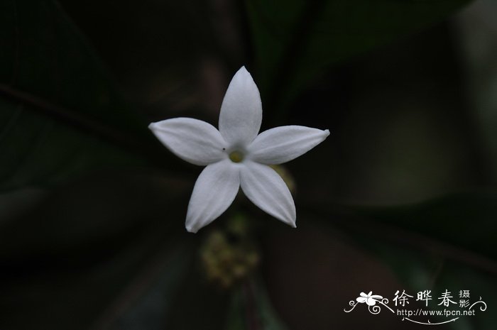 黄木巴戟Morinda angustifolia 黄木巴戟Morinda angustifolia