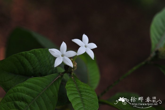 黄木巴戟Morinda angustifolia 黄木巴戟Morinda angustifolia