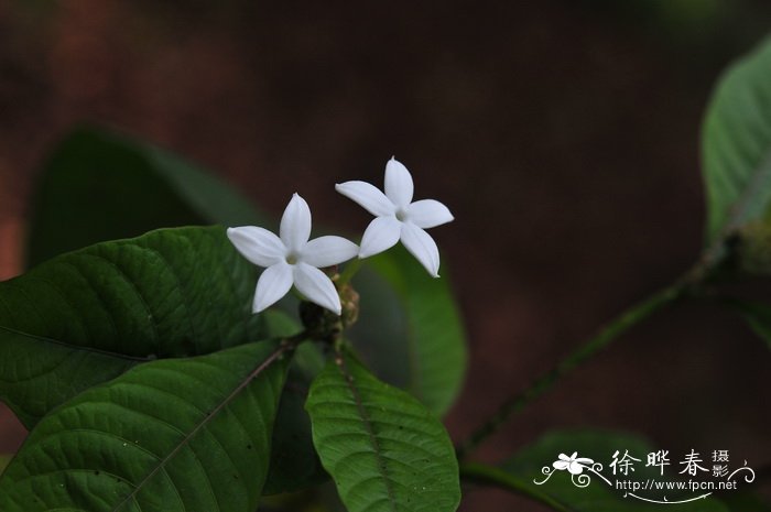 黄木巴戟Morinda angustifolia