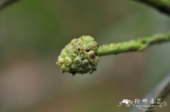 黄木巴戟Morinda angustifolia 黄木巴戟Morinda angustifolia