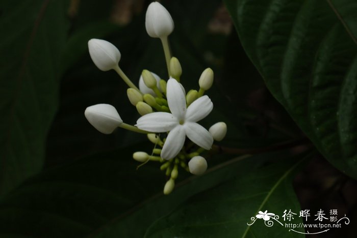 狭叶巴戟天Morinda brevipes var. stenophylla