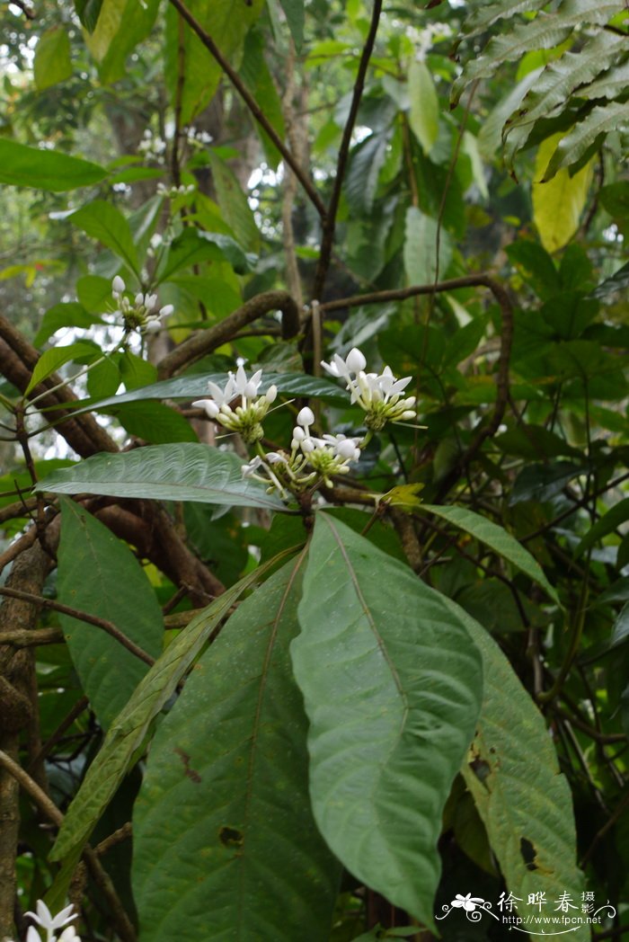 狭叶巴戟天Morinda brevipes var. stenophylla