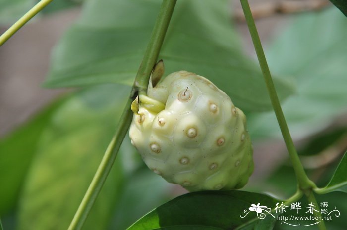 海巴戟Morinda citrifolia