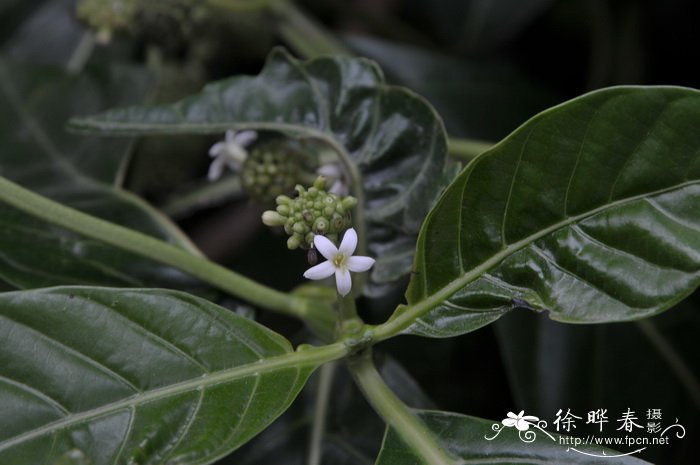 海巴戟Morinda citrifolia 海巴戟Morinda citrifolia