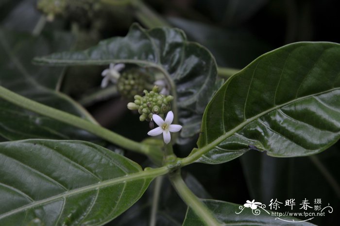 海巴戟Morinda citrifolia