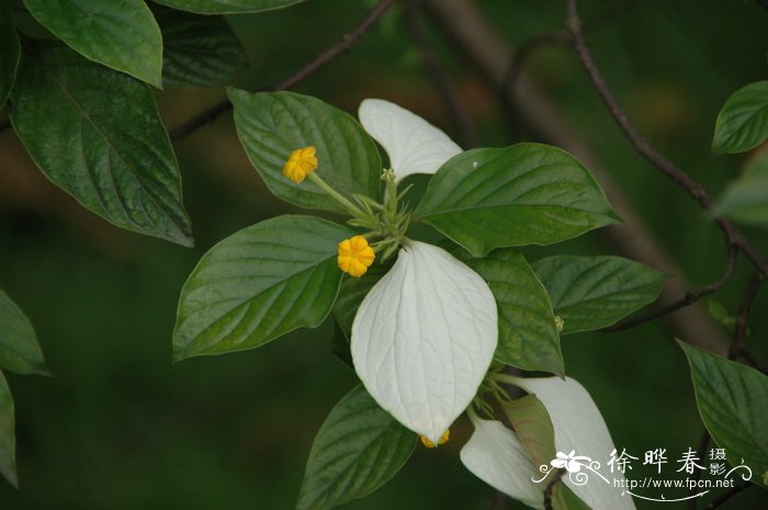 广西玉叶金花Mussaenda kwangsiensis 广西玉叶金花Mussaenda kwangsiensis