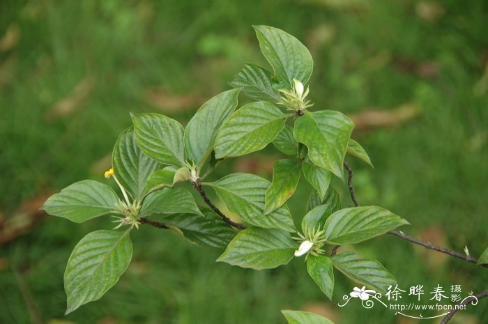 广西玉叶金花Mussaenda kwangsiensis