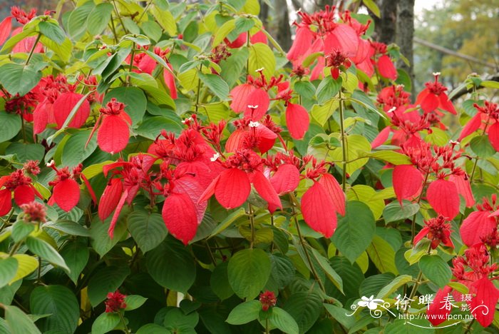 红纸扇Mussaenda erythrophylla 红纸扇Mussaenda erythrophylla