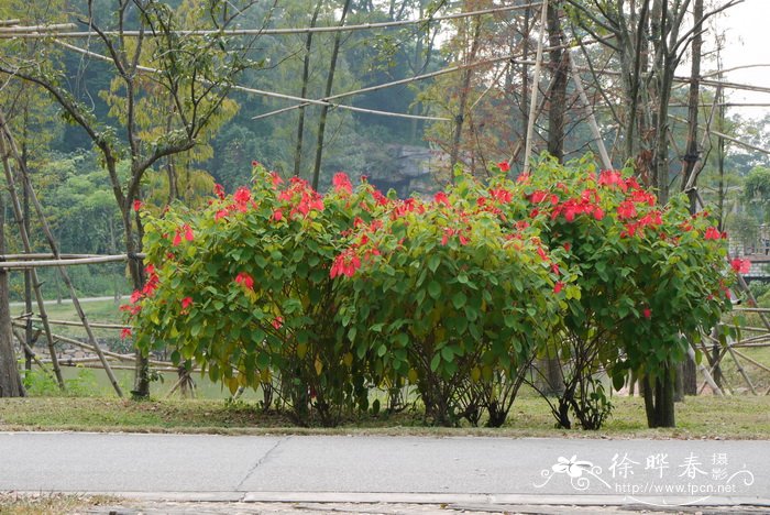 红纸扇Mussaenda erythrophylla 红纸扇Mussaenda erythrophylla