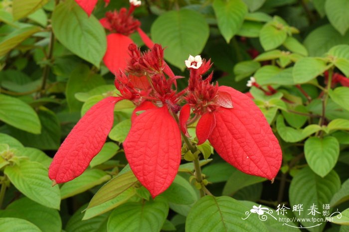 红纸扇Mussaenda erythrophylla 红纸扇Mussaenda erythrophylla