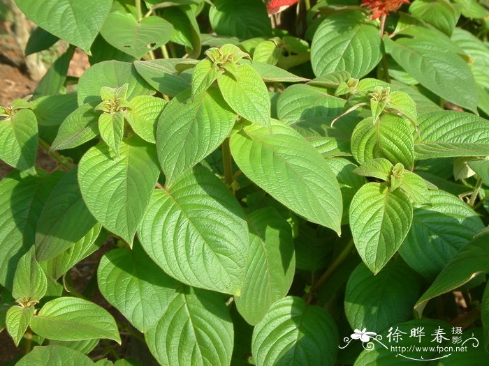 红纸扇Mussaenda erythrophylla