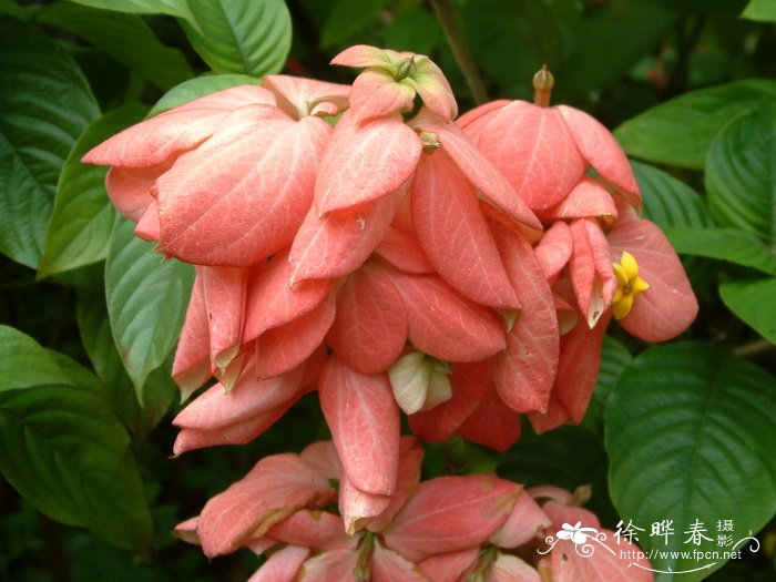 粉萼花Mussaenda hybrida ‘Alicia’