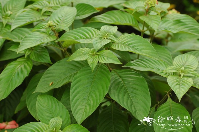 粉萼花Mussaenda hybrida ‘Alicia’ 粉萼花Mussaenda hybrida ‘Alicia’