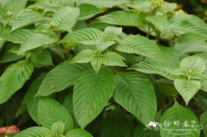 粉萼花Mussaenda hybrida ‘Alicia’