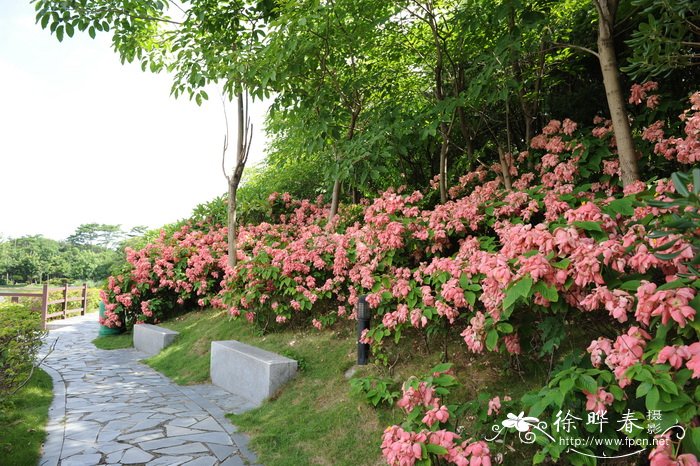 粉萼花Mussaenda hybrida ‘Alicia’