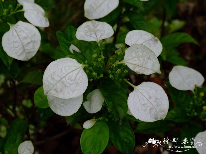长萼玉叶金花Mussaenda longisepala 长萼玉叶金花Mussaenda longisepala