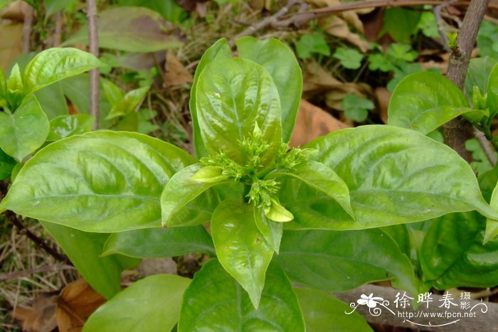 长萼玉叶金花Mussaenda longisepala