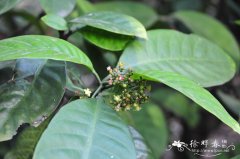 九节Psychotria rubra