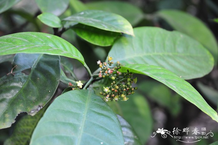 九节Psychotria rubra