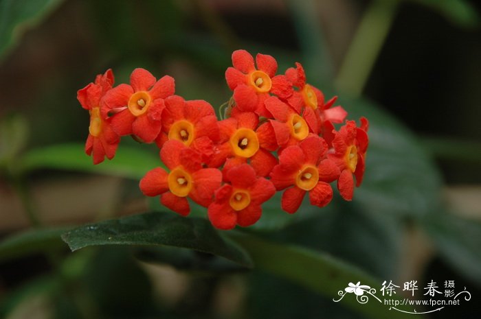 郎德木Rondeletia odorata 郎德木Rondeletia odorata