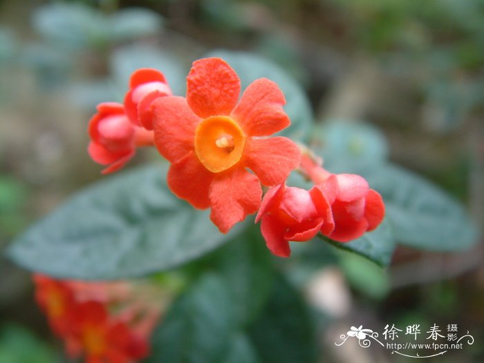 郎德木Rondeletia odorata 郎德木Rondeletia odorata