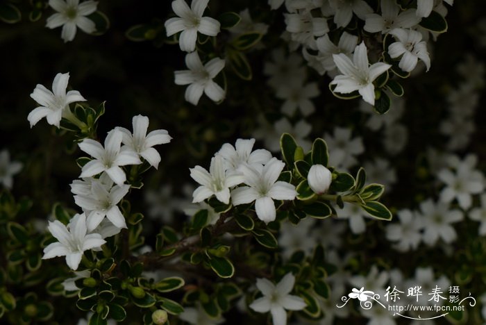 银边六月雪Serissa japonica ‘Variegata’ 银边六月雪Serissa japonica ‘Variegata’